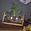 Transparent Plant Propagating Stand For Modern Indoor Gardens
