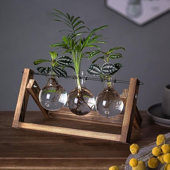 Transparent Plant Propagating Stand For Modern Indoor Gardens