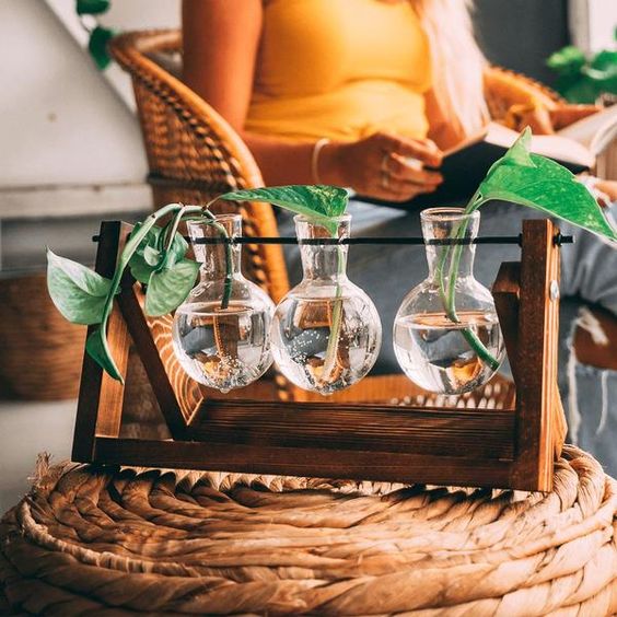 Transparent Plant Propagating Stand For Modern Indoor Gardens