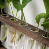 Modern Botanical Plant Propagating Photo Frame Wall Art