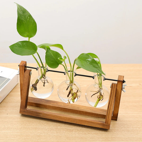 Transparent Plant Propagating Stand For Modern Indoor Gardens