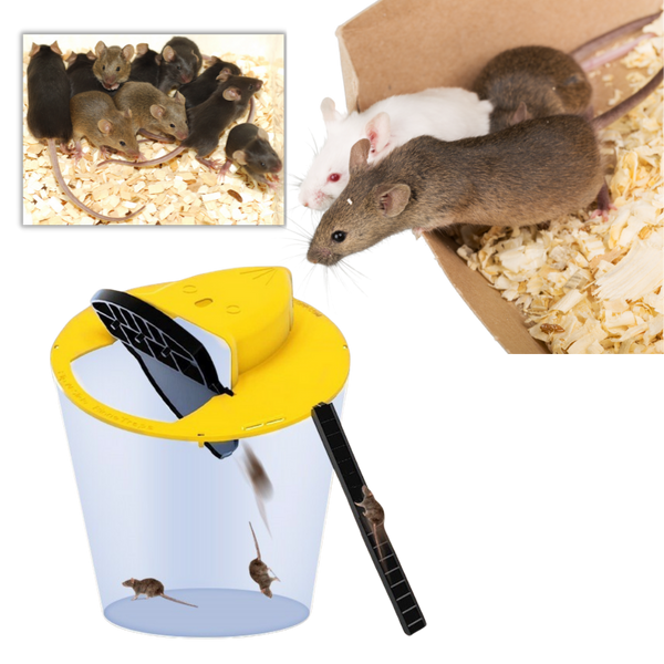 Humane Bucket Rodent Trap with Auto Reset for Rats and Mice