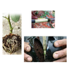 Set Of 3 Air Layering Plant Boxes For Healthy Root Growth