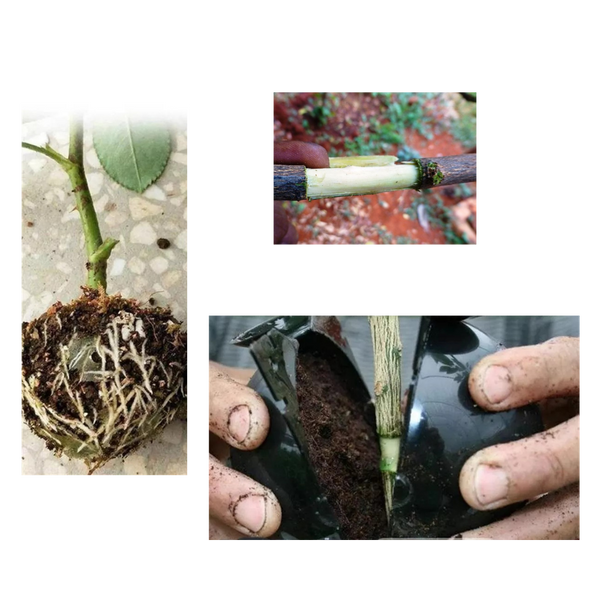 Set Of 3 Air Layering Plant Boxes For Healthy Root Growth