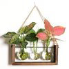 Transparent Plant Propagating Stand For Modern Indoor Gardens