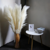 Dried Pampas Grass Plumes 10 Piece Set Natural Elegant Home Decor