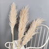 Dried Pampas Grass Plumes 10 Piece Set Natural Elegant Home Decor
