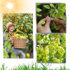 Reusable Clip-On Plant Support for Gentle Vertical Growth of Vines