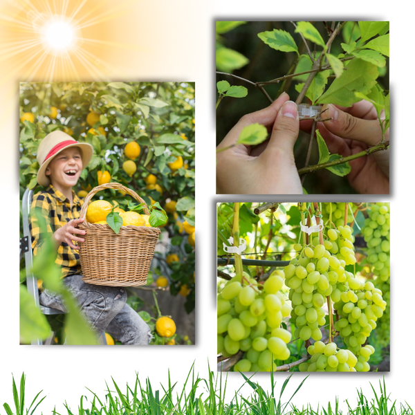 Reusable Clip-On Plant Support for Gentle Vertical Growth of Vines