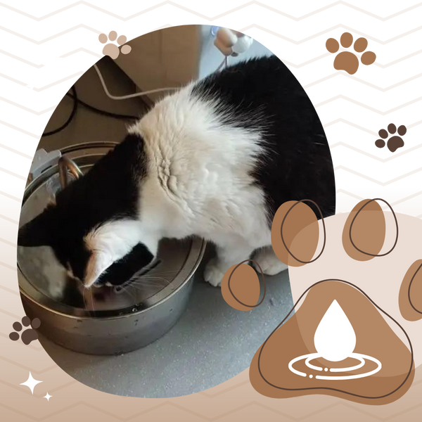 Large Capacity Cat Water Fountain for Hydration and Quiet Operation