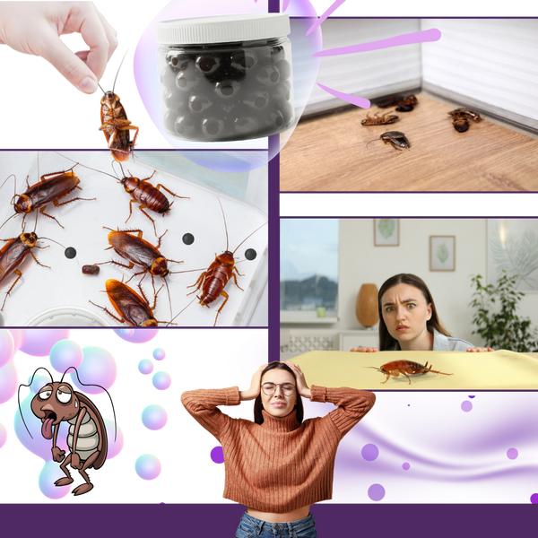 Lavender Infused Cockroach Beads For Natural Control And Fresh Scent