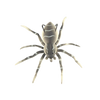 Lifelike Movement Spider Lures for Freshwater and Saltwater Fishing