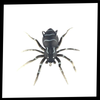 Lifelike Movement Spider Lures for Freshwater and Saltwater Fishing