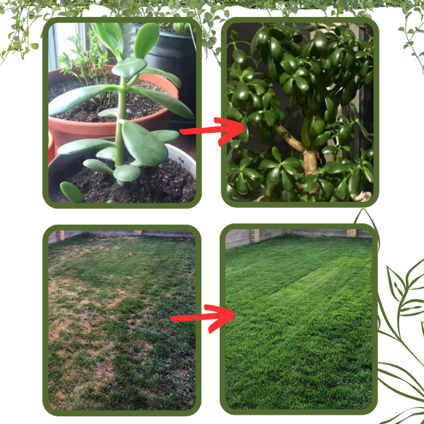 Organic Soil Activator for Strong Roots and Better Structure