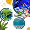 Aquarium Algae Prevention Solution For Clear Safe Water