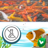 Aquarium Algae Prevention Solution For Clear Safe Water