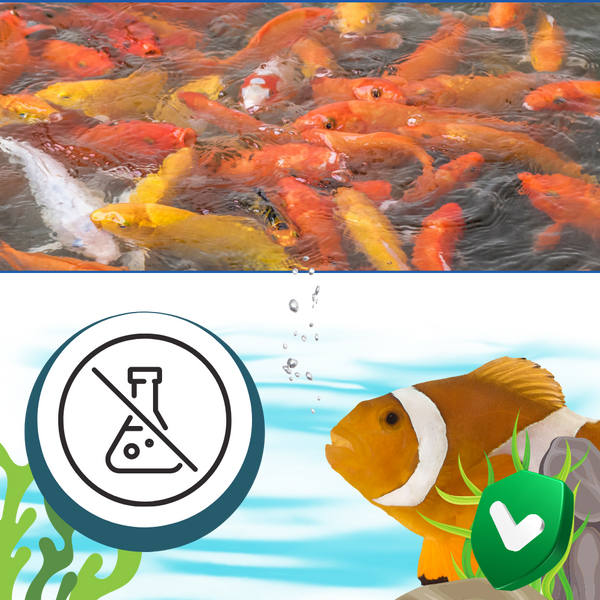 Aquarium Algae Prevention Solution For Clear Safe Water