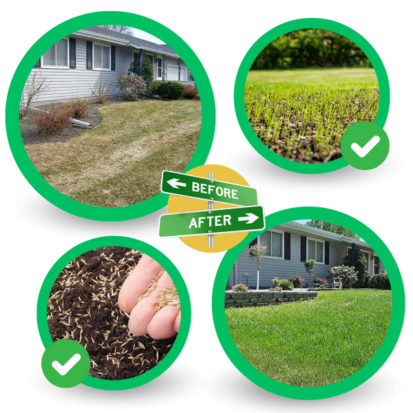 Grass Seed Mat For Rapid Germination And Year Round Green Lawn