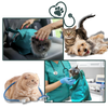 Calm Transit Cat Travel Bag For Stress Free Vet Visits And Comfort