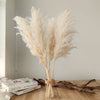 Dried Pampas Grass Plumes 10 Piece Set Natural Elegant Home Decor