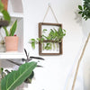 Modern Botanical Plant Propagating Photo Frame Wall Art