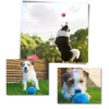 Automatic Moving Roller Ball For Dogs Keeps Them Active