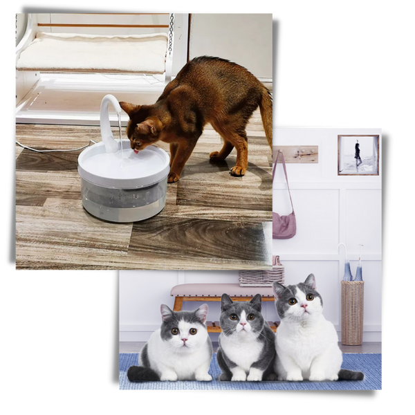 Cat Water Fountain With LED Light And Purification System