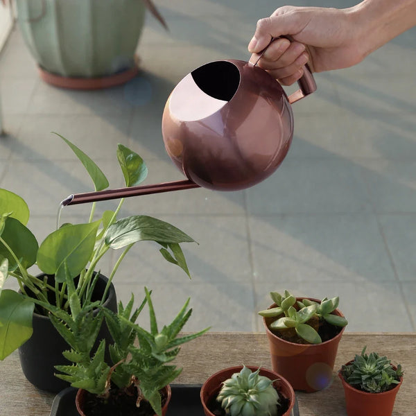 Minimalist Stainless Steel Plant Watering Can Indoor Garden Essentials