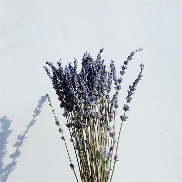 Natural Dried Lavender Flowers For Aromatherapy Relaxation