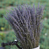Natural Dried Lavender Flowers For Aromatherapy Relaxation
