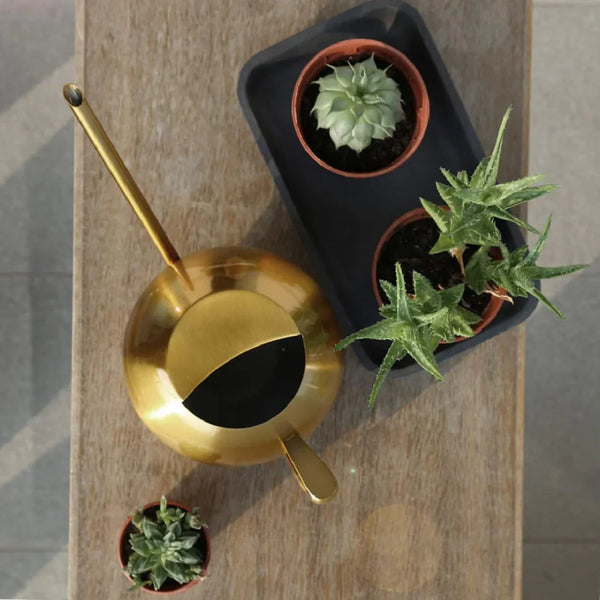 Minimalist Stainless Steel Plant Watering Can Indoor Garden Essentials