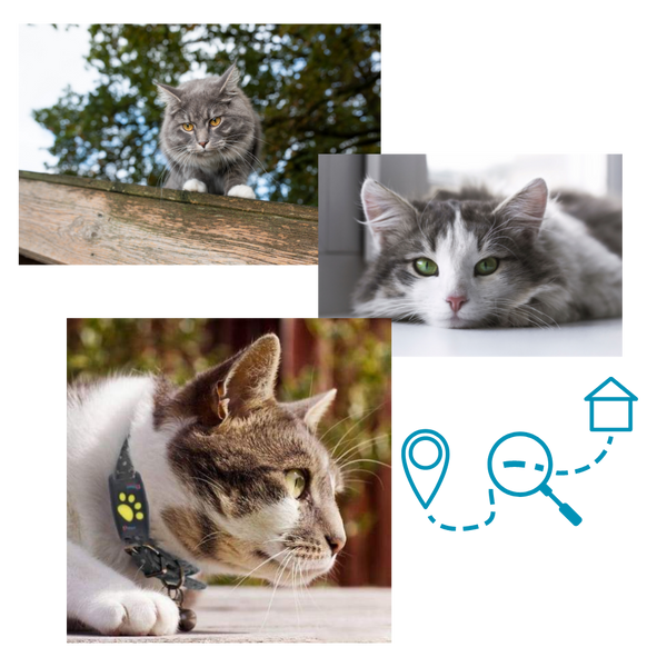Pet GPS Tracking Collar With Real Time Location Alerts And Waterproof