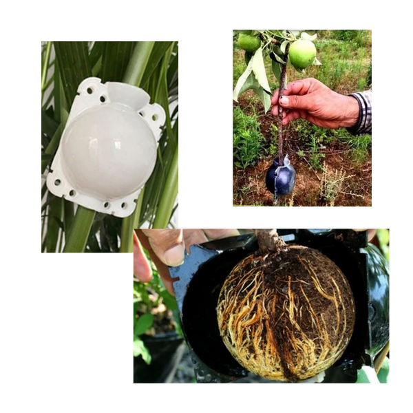 Set Of 3 Air Layering Plant Boxes For Healthy Root Growth