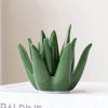 Agave Bloom Jewelry Dish
