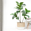 Realistic Faux Fig Branches With Leaves Indoor Outdoor Decor