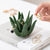 Agave Bloom Jewelry Dish