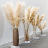 Dried Pampas Grass Plumes 10 Piece Set Natural Elegant Home Decor