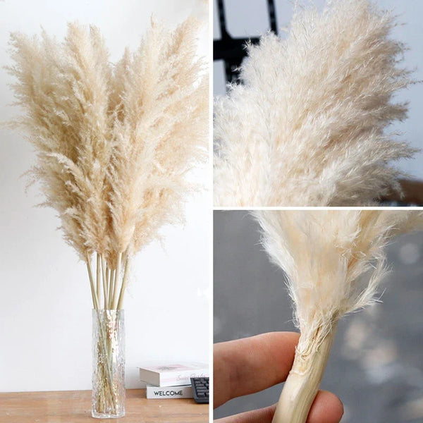 Dried Pampas Grass Plumes 10 Piece Set Natural Elegant Home Decor
