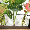 Transparent Plant Propagating Stand For Modern Indoor Gardens