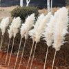 Dried Pampas Grass Plumes 10 Piece Set Natural Elegant Home Decor