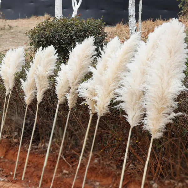 Dried Pampas Grass Plumes 10 Piece Set Natural Elegant Home Decor