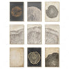 Elegant Tree Rings Abstract Canvas Wall Art For Modern Homes