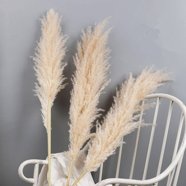 Dried Pampas Grass Plumes 10 Piece Set Natural Elegant Home Decor