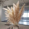 Dried Pampas Grass Plumes 10 Piece Set Natural Elegant Home Decor