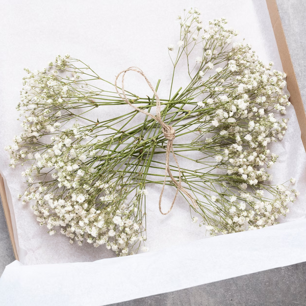 Natural Dried Baby's Breath For Wedding Floral Arrangements