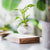 Levitating Magnetic Flower Pot Mid Air Plant Display For Home Office Decor