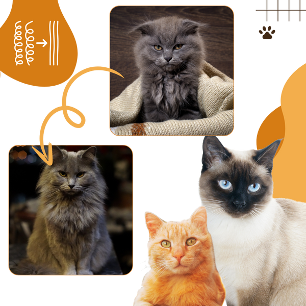 Cat Grooming Slicker Brush With Massage And Water Spray