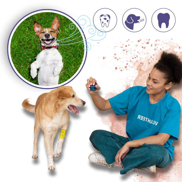 Pet Oral Care Gel Plaque Removal Tartar Elimination and Fresh Breath