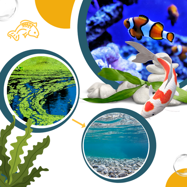 Aquarium Algae Prevention Solution For Clear Safe Water